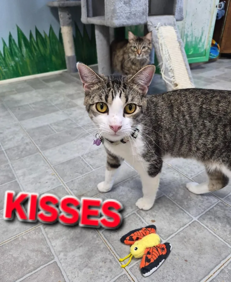 A young medium-sized female Domestic Short Hair cat named Kisses for adoption in Rome, GA