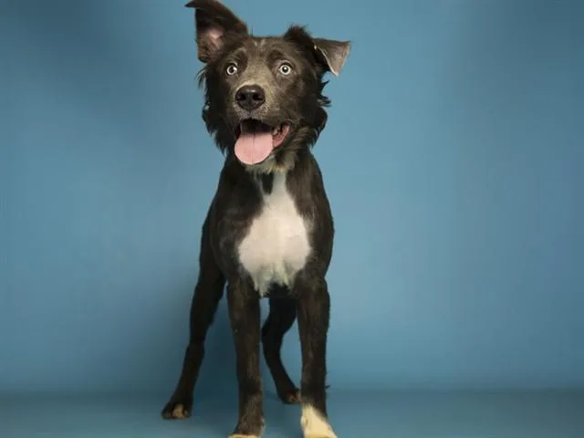 A young medium-sized male Australian Shepherd dog named Atlas for adoption in Phoenix, AZ