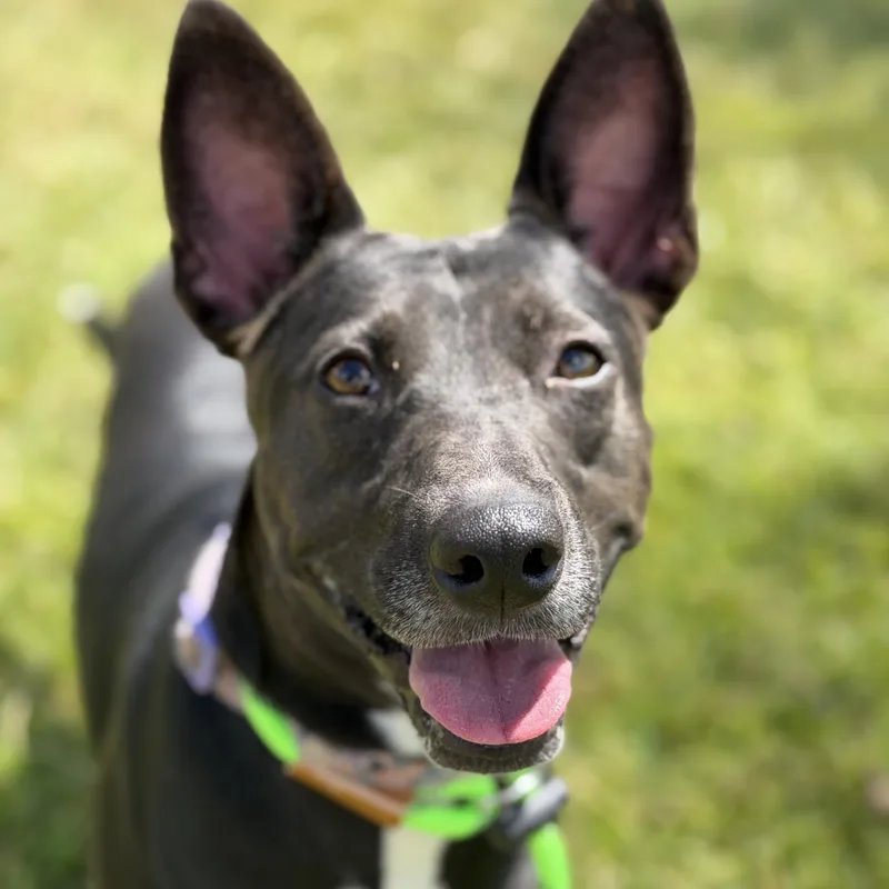 A young medium-sized female Shepherd dog named Kylie for adoption in Pearland, TX