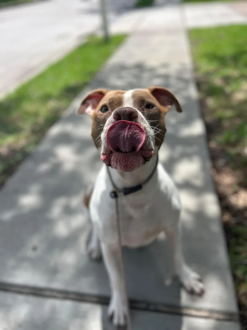 Sunny