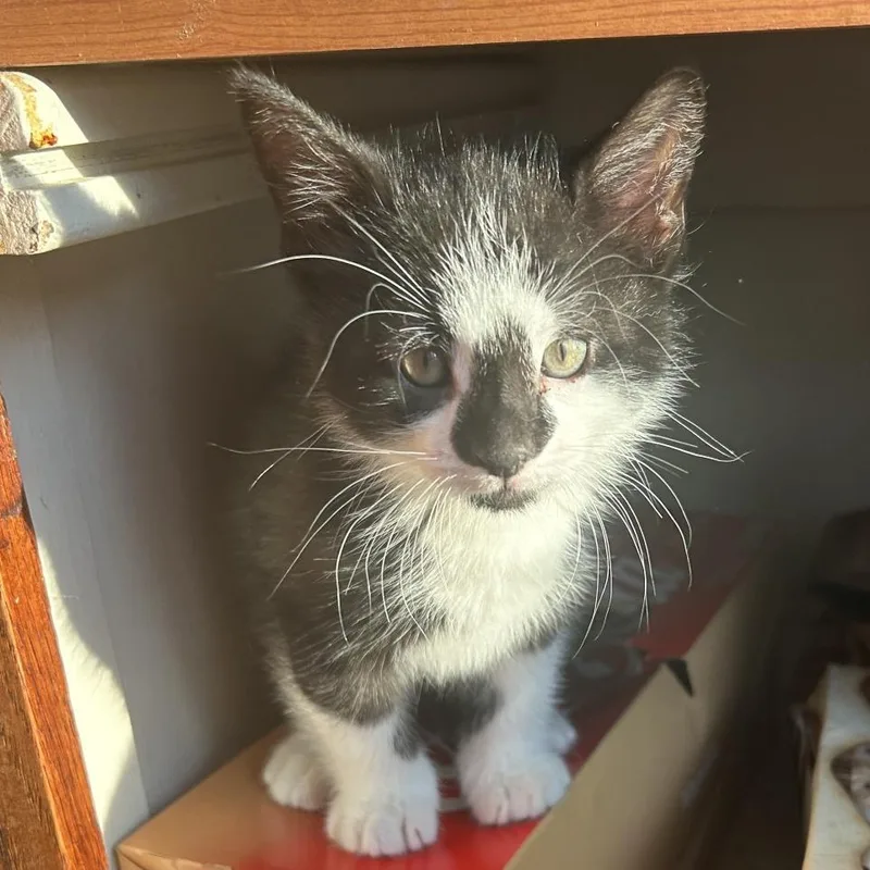 A baby small-sized male Black Domestic Short Hair cat named Swing for adoption in Chicago, IL
