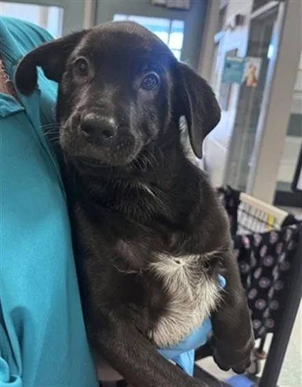 A baby small-sized male Rottweiler dog named Stoney for adoption in Oklahoma City, OK