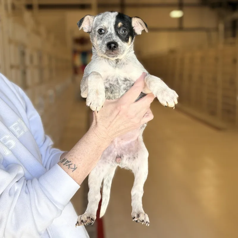 A baby medium-sized female Terrier dog named Krunch for adoption in Chicago, IL