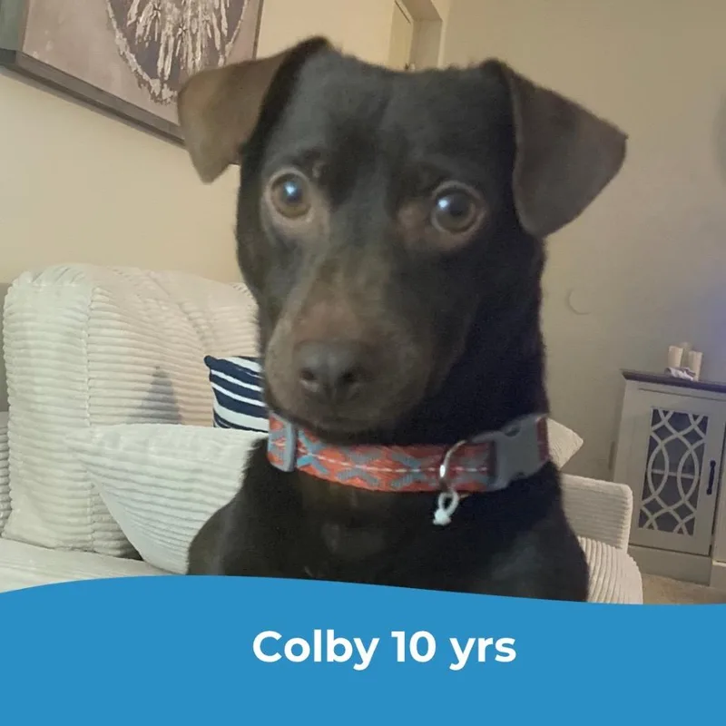 Colby