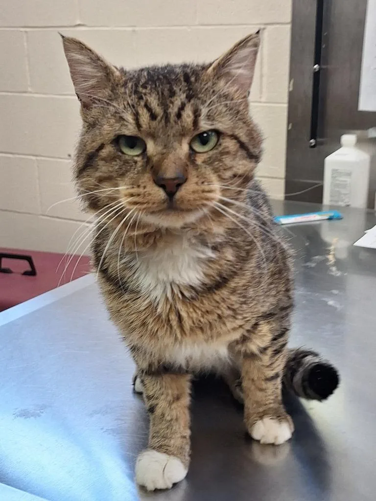 Pawdro Purrscal thumbnail 2