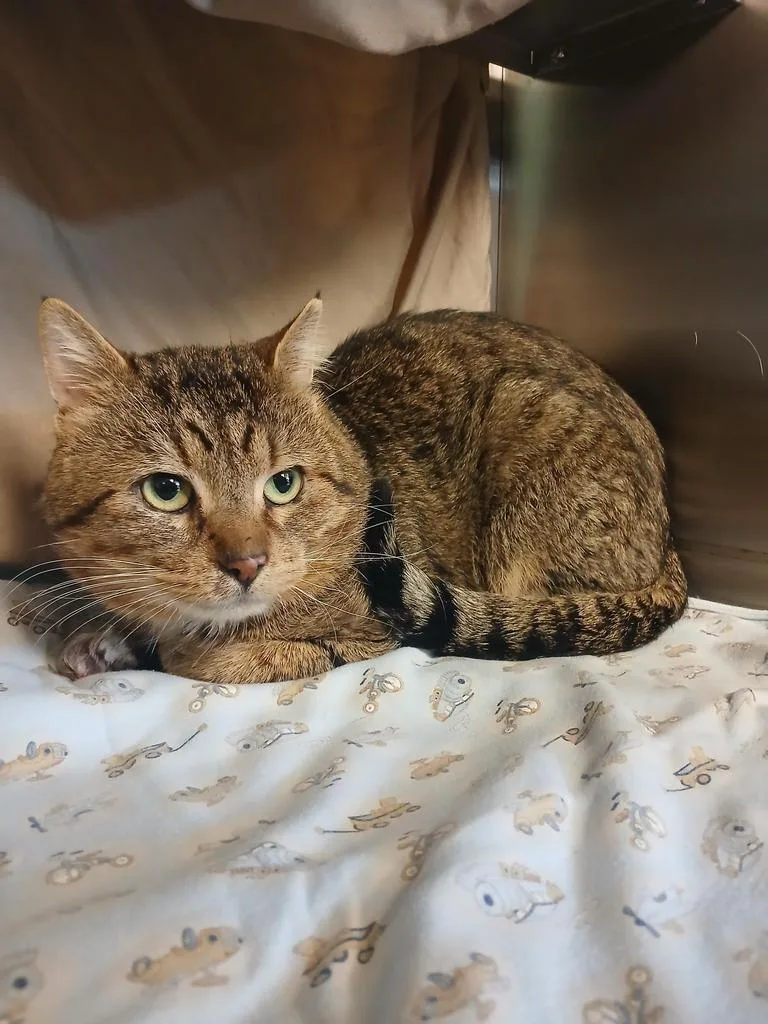 Pawdro Purrscal thumbnail 4