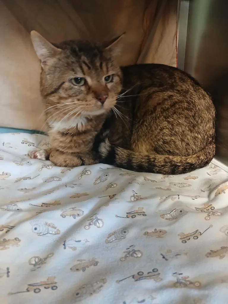 Pawdro Purrscal thumbnail 5