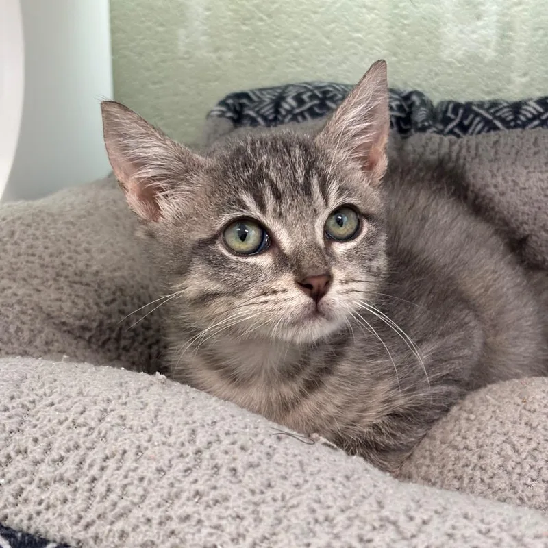 A baby small-sized male Gray / Blue / Silver Domestic Short Hair cat named Hyundai for adoption in League City, TX