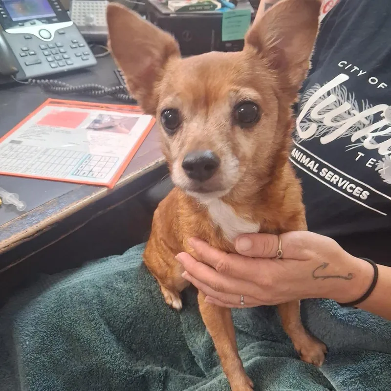 A senior small-sized female Chihuahua dog named Chewie for adoption in Lufkin, TX