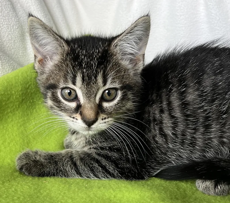 A baby medium-sized female Tabby cat named Maya for adoption in Lyle, WA