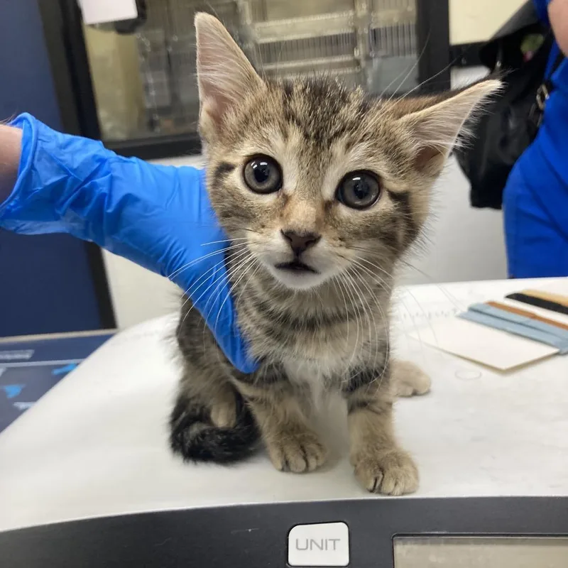A baby small-sized male Brown / Chocolate Domestic Short Hair cat named Rajah Tigresa for adoption in Galveston, TX