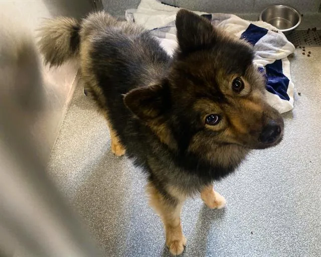 A young medium-sized male Keeshond dog named Ryder for adoption in Tustin, CA