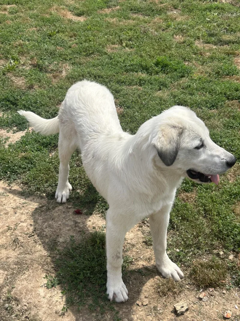 A young medium-sized female White / Cream Great Pyrenees dog named Duchess for adoption in Siloam Springs, AR