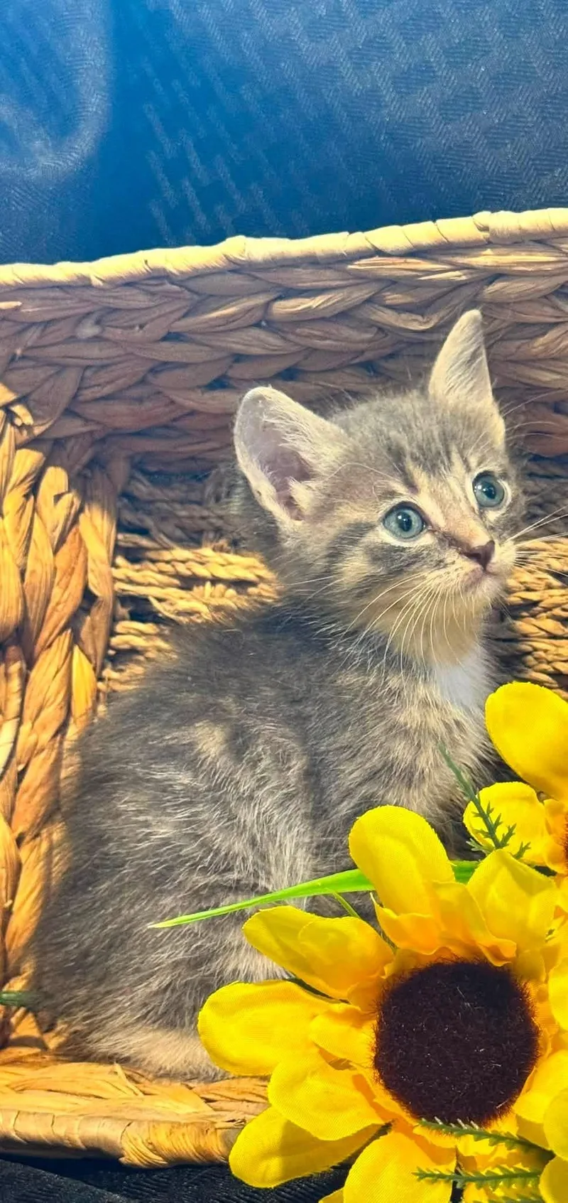 A baby medium-sized male Domestic Medium Hair cat named Cannon for adoption in Lucedale, MS