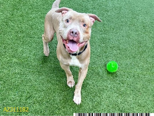 A young large-sized male Mixed Breed dog named Max for adoption in West Palm Beach, FL