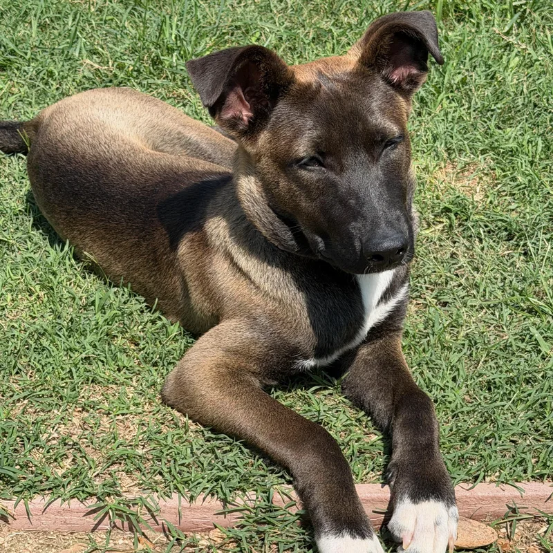 Mara