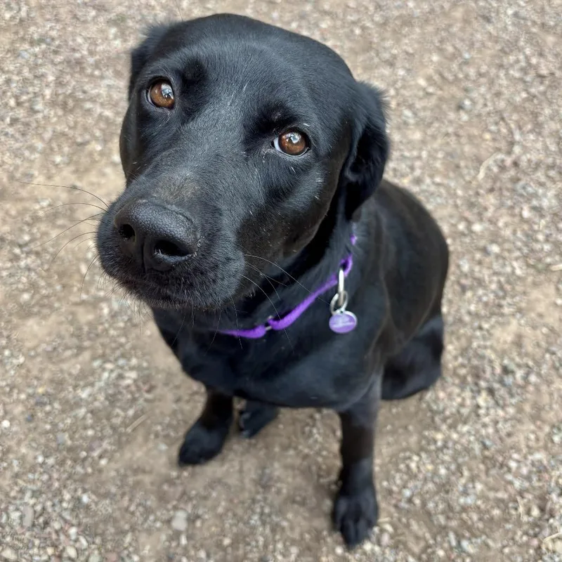 An adult medium-sized female Black Labrador Retriever dog named Jackie for adoption in Glenwood Springs, CO