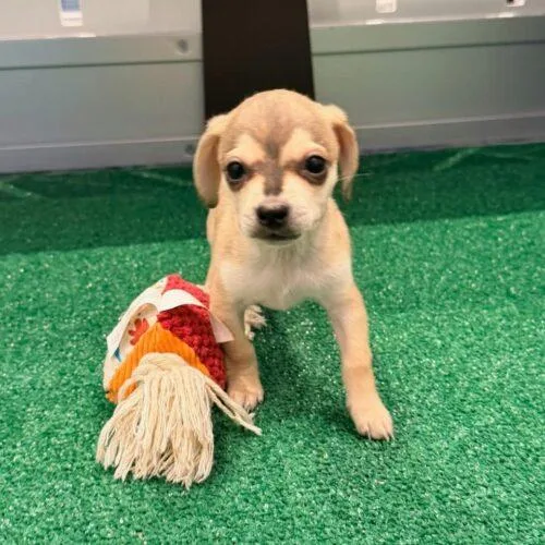 A baby small-sized male Bicolor Chihuahua dog named Twix for adoption in Henderson, NV