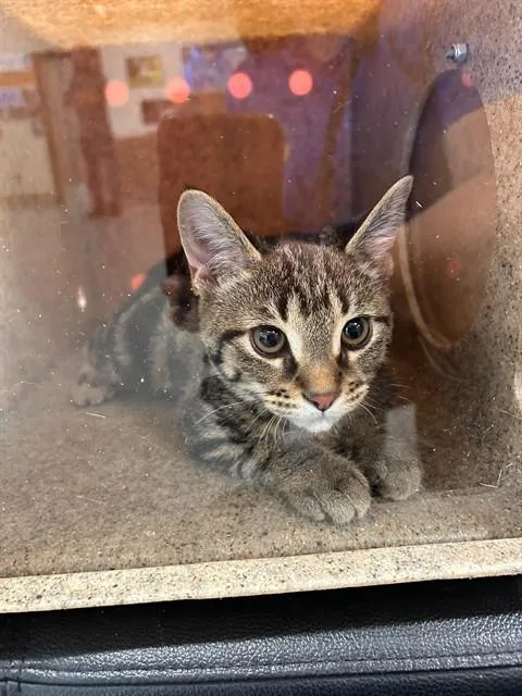 A baby small-sized female Domestic Short Hair cat named Bobbin for adoption in Louisville, KY