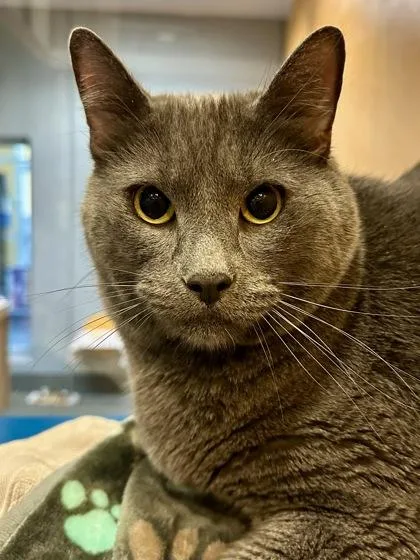 An adult extra large-sized male Gray / Blue / Silver Domestic Short Hair cat named Enzo for adoption in Wichita, KS
