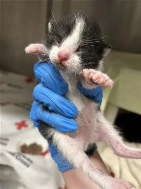 A baby small-sized male Domestic Short Hair cat named Zefir for adoption in Derwood, MD