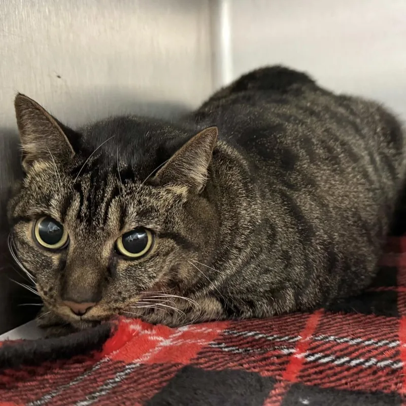 A senior large-sized female Gray / Blue / Silver Domestic Short Hair cat named Ellie for adoption in Beaumont, TX