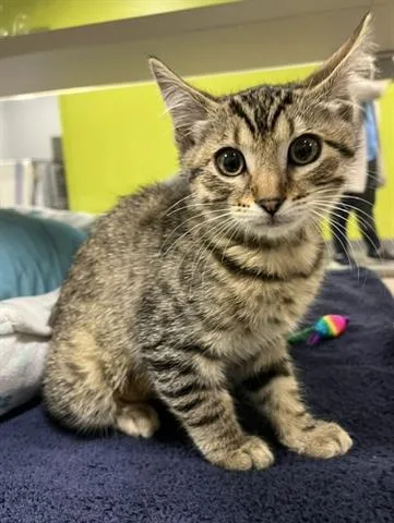 A baby small-sized female Domestic Short Hair cat named Peach for adoption in San Martin, CA