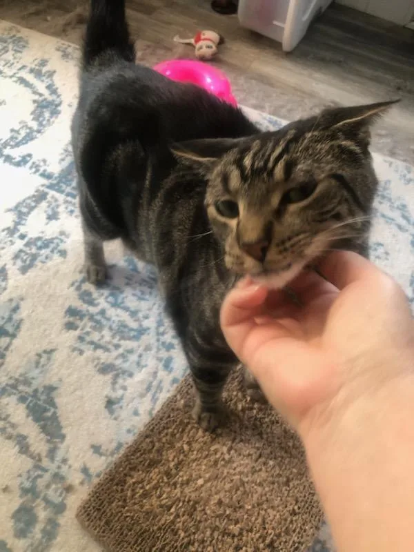 An adult medium-sized male Tabby (Brown / Chocolate) Domestic Short Hair cat named Clyde and Bonnie for adoption in Ellicott City, MD