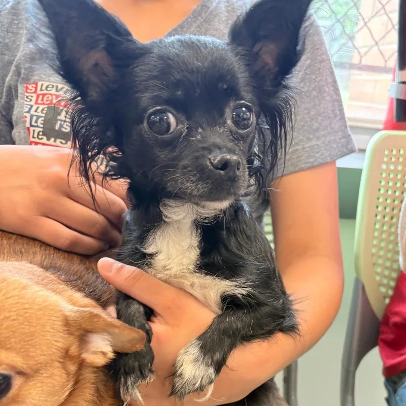 An adult small-sized female Black Chihuahua dog named La Chona for adoption in Philadelphia, PA