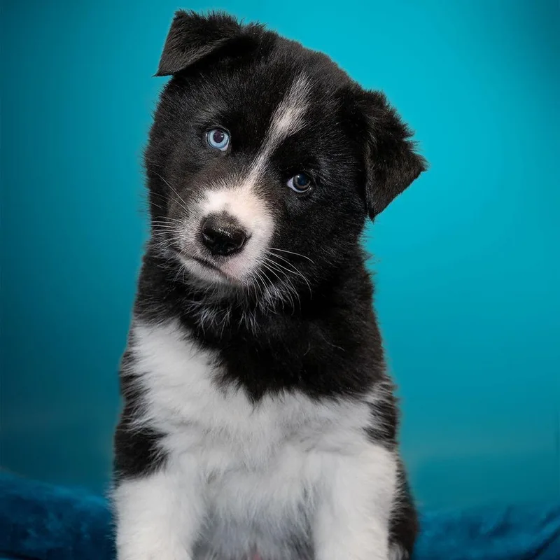 A baby large-sized male Black Mixed Breed dog named Swiss Roll for adoption in Owosso, MI
