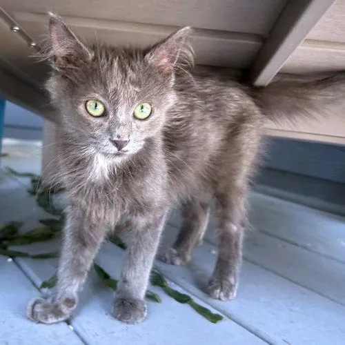 A baby medium-sized male Gray / Blue / Silver Domestic Short Hair cat named Dean for adoption in Rutherfordton, NC
