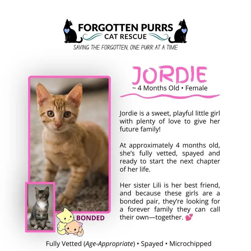 A baby medium-sized female Tabby (Orange / Red) Domestic Short Hair cat named Jordie for adoption in Houston, TX