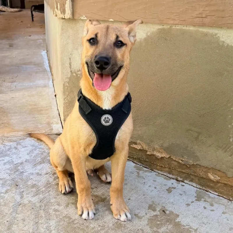 Major Ssp thumbnail 2