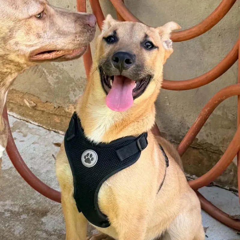 Major Ssp thumbnail 3