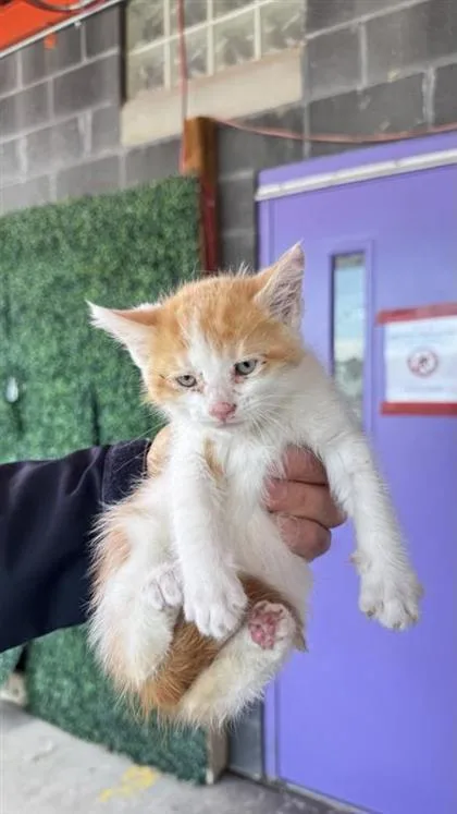 A baby small-sized male Orange / Red Domestic Short Hair cat named 61126672 for adoption in El Paso, TX