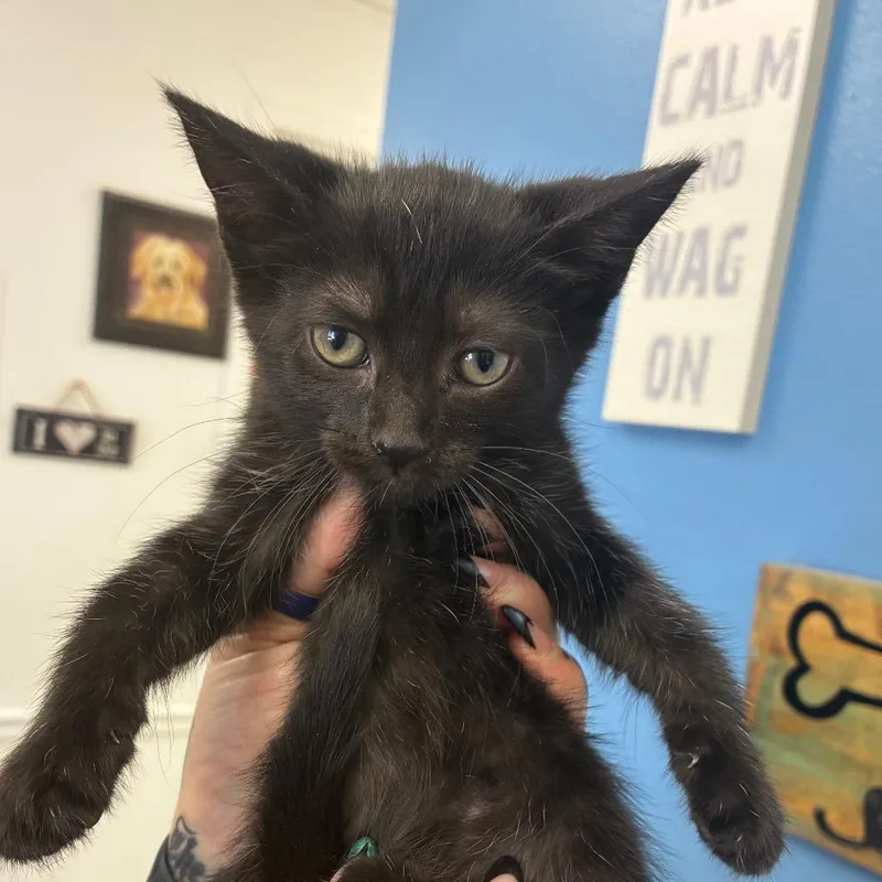 A baby small-sized female Black Domestic Short Hair cat named Sally for adoption in Birmingham, AL