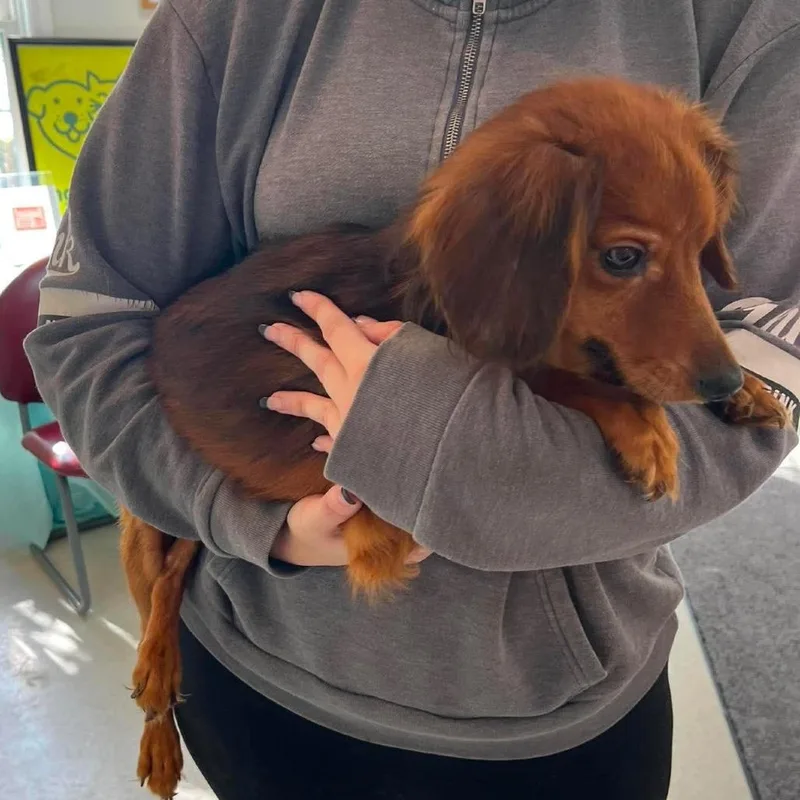 An adult small-sized male Red / Chestnut / Orange Dachshund (Long Haired) dog named Bear for adoption in Franklin, PA