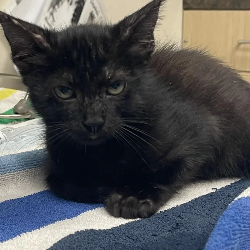 A baby small-sized male Black Domestic Short Hair cat named Palpatine for adoption in Lakeland, FL