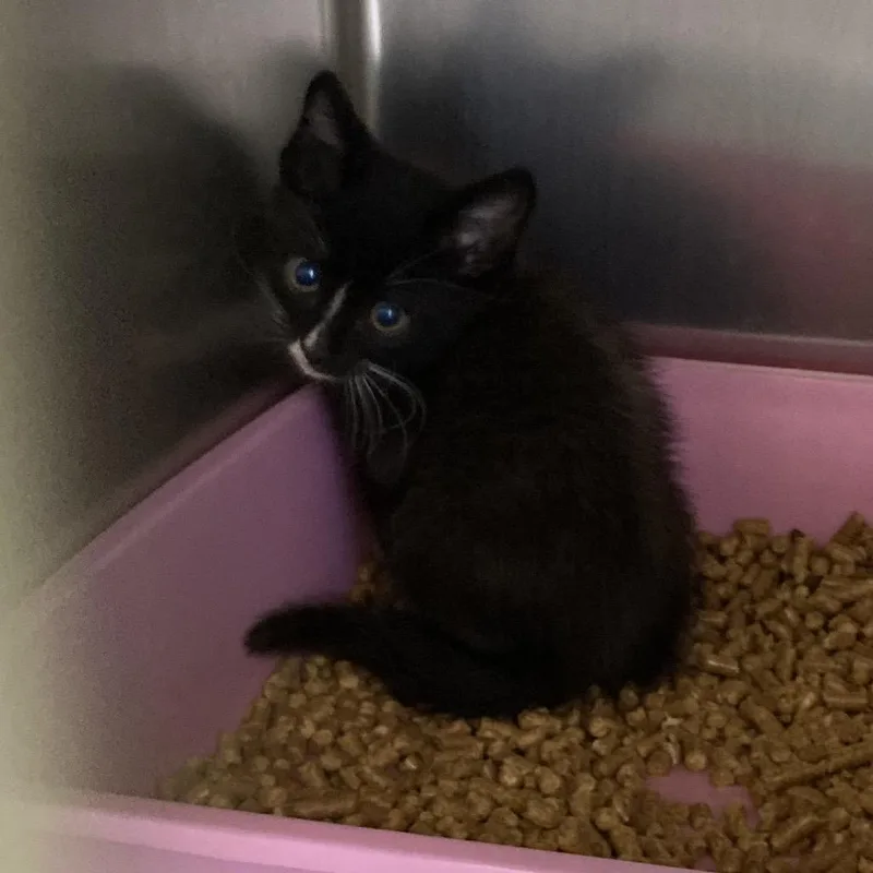 A baby small-sized male Black Domestic Short Hair cat named Lil Lion for adoption in Galveston, TX