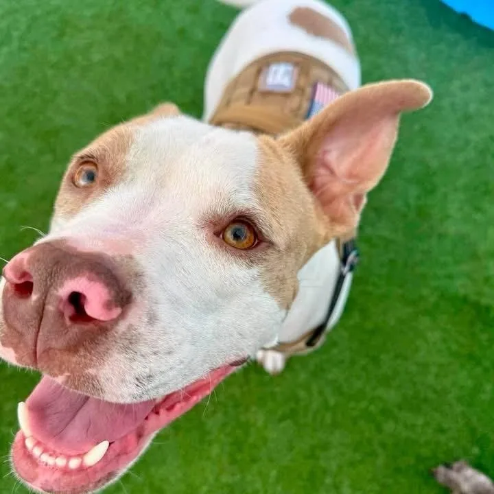 A young medium-sized male American Staffordshire Terrier dog named Toby for adoption in Monroe , NC