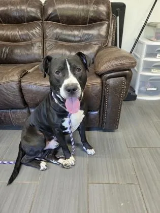 An adult medium-sized male Mixed Breed dog named Mr White Sox for adoption in West Chester, PA