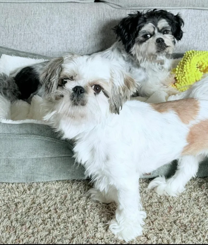 An adult small-sized female Shih Tzu dog named Cookie for adoption in merrillville, IN