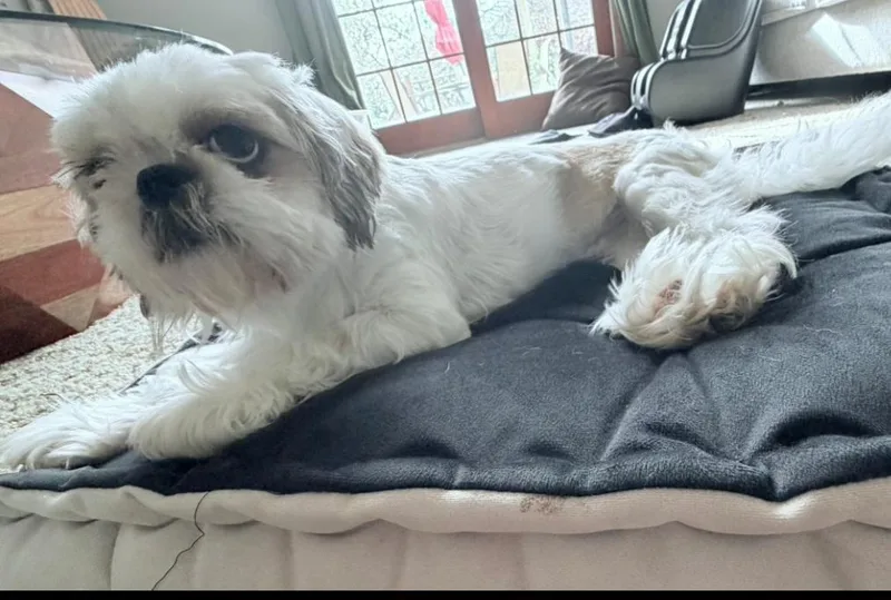 Cookie thumbnail 2