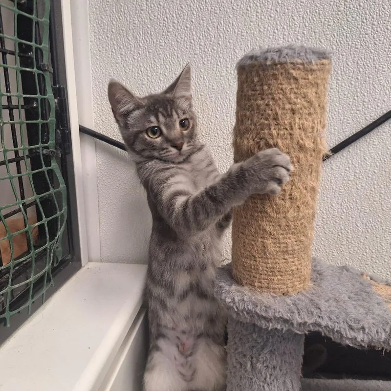 A baby small-sized female Gray / Blue / Silver Domestic Short Hair cat named Flora for adoption in Albert Lea, MN