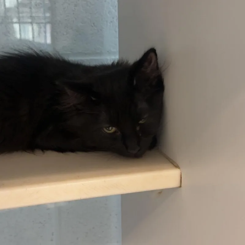 A baby small-sized male Black Domestic Medium Hair cat named Augie for adoption in Lakewood, CO