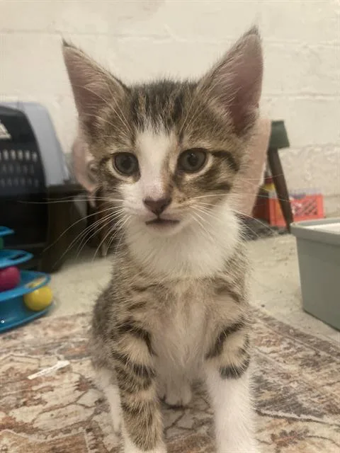 A baby small-sized male Domestic Short Hair cat named Moth for adoption in Aliquippa, PA