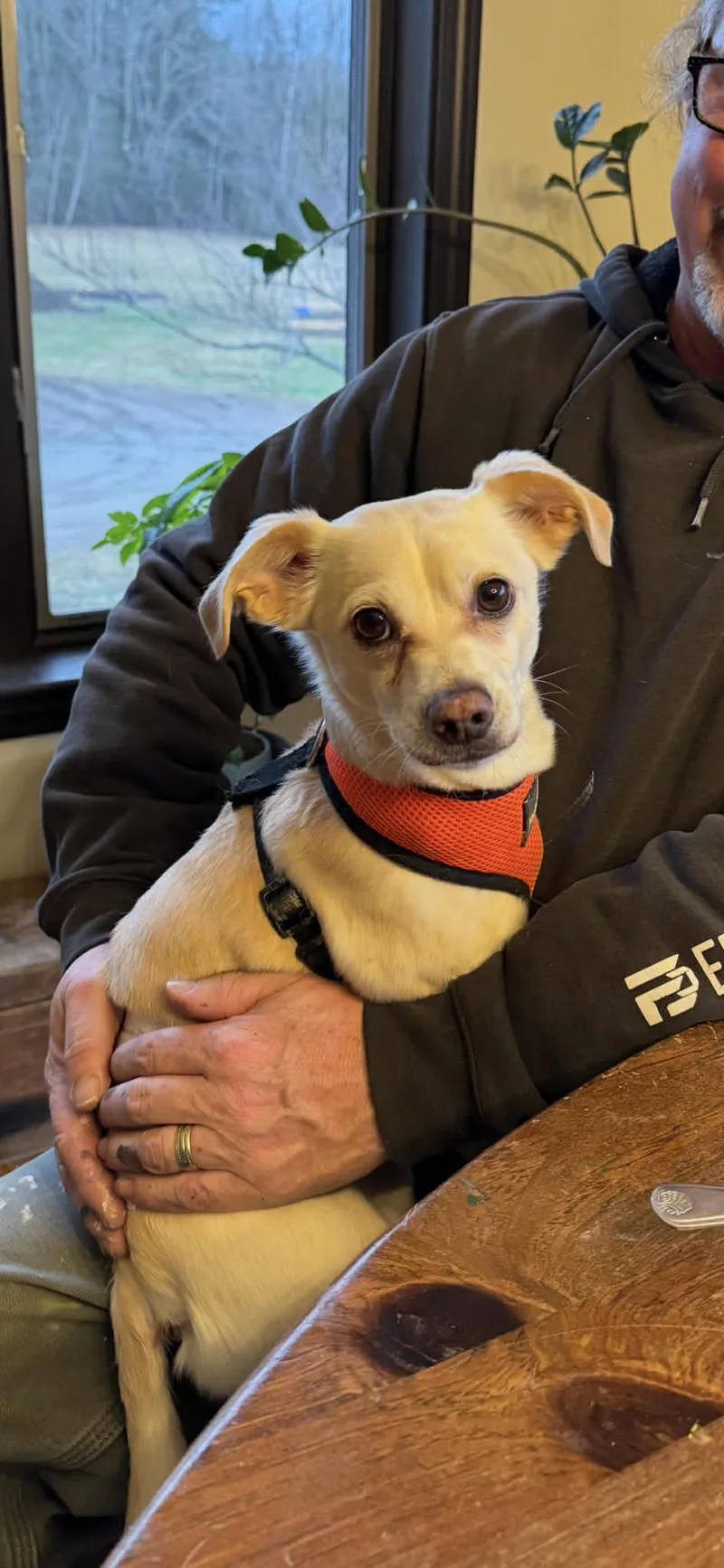 An adult small-sized male Yellow / Tan / Blond / Fawn Chihuahua dog named Pudge for adoption in Brunswick, ME