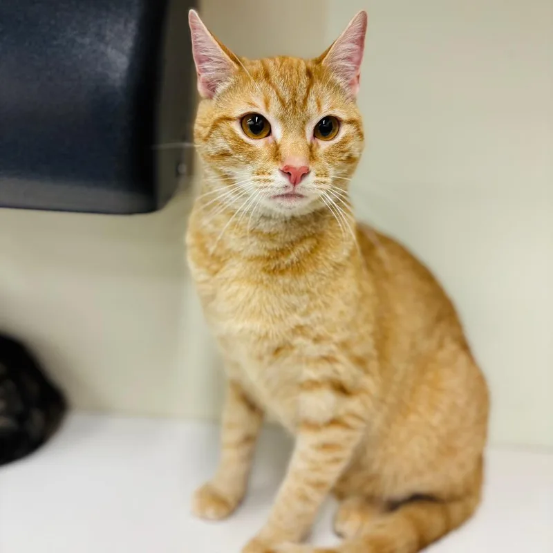 A young small-sized male Orange / Red Domestic Short Hair cat named Percy for adoption in Woodbury, NJ