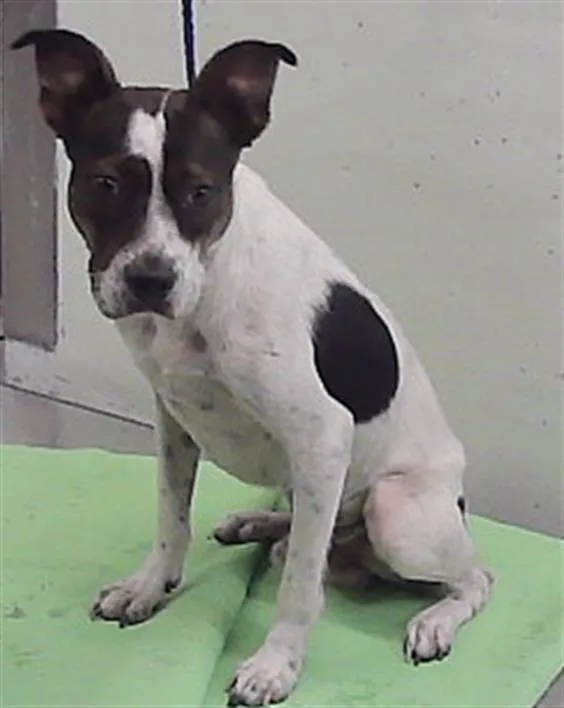 A young medium-sized male Staffordshire Bull Terrier dog named Dave for adoption in Houston, TX