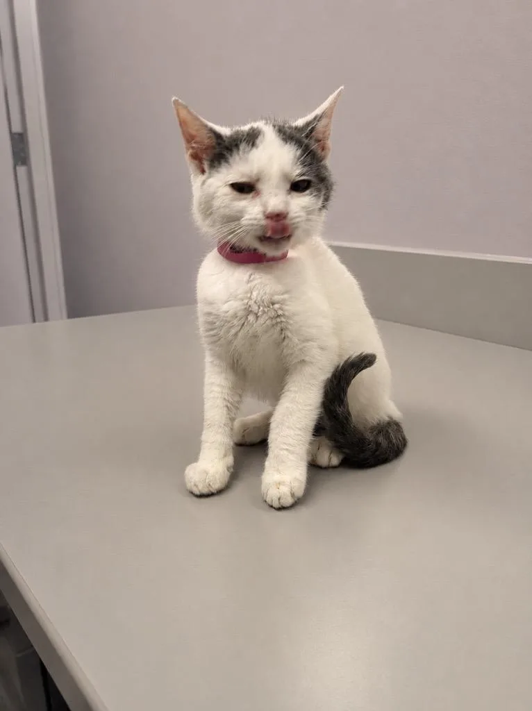 A baby small-sized female Domestic Short Hair cat named Honey for adoption in Athens, TN
